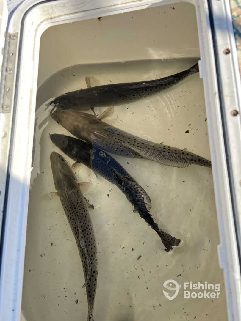 North Topsail Beach Report Photo 0