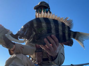 Sheepshead Frenzy in Full Swing