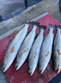 Tarpon Springs Report Photo 2