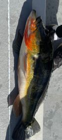 Gamboa Report Photo 1