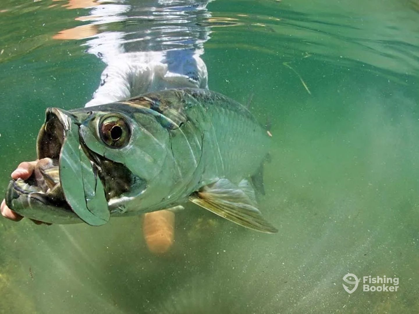 TAMPA BAY FISHING CHARTERS - Backcountry tarpon