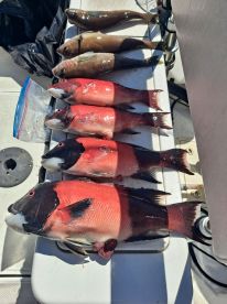 Great inshore fishing going on right now