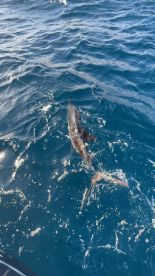 Duck Key Report Photo 1