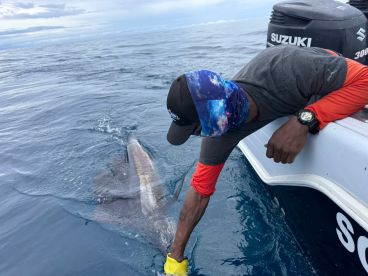 Catching Sailfish in PLACENCIA, BELIZE
