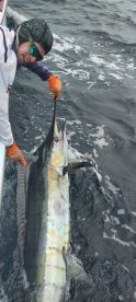 Capt Andy releasing a Blue Marlin.
