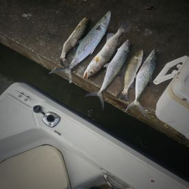 7 am incoming tide bite 