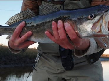 Trout and redfish are staying hot, even 