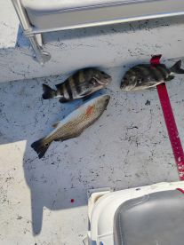 Sheepshead and red 