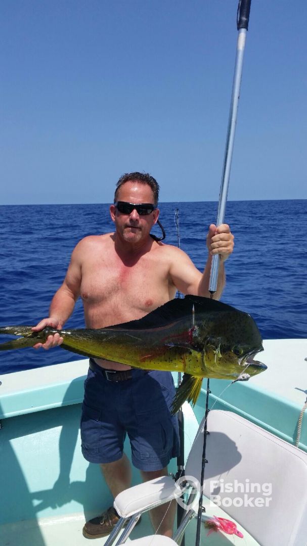 BULL DOLPHIN