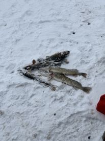 Rhinelander Report Photo 1