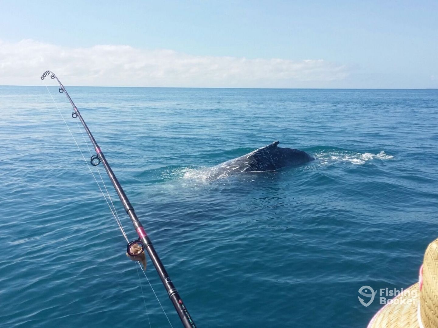 Whitsunday Report Photo 0