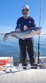 Lake Moultrie SC Springtime Big Cat Bite
