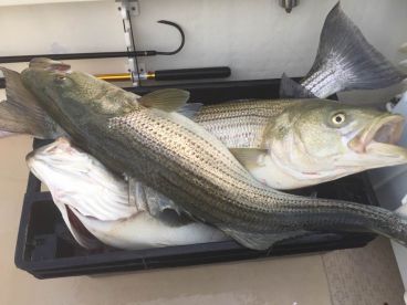 Montauk Report Photo 1