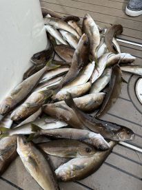 Wide open whitefish at the island