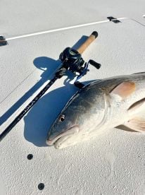 Lets go catching 