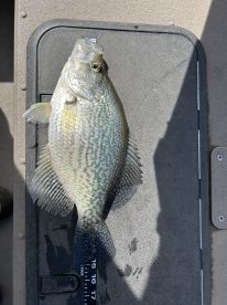 crappie