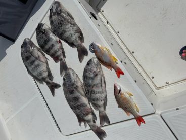 Sheepshead are here!