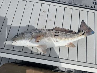 Surf City Report Photo 2