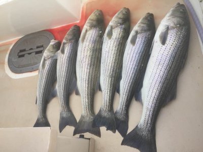 Montauk Report Photo 2