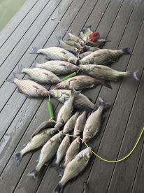 Lake Tawakoni Report Photo 1