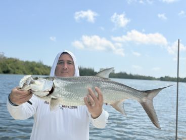 Tarpons and more Tarpons