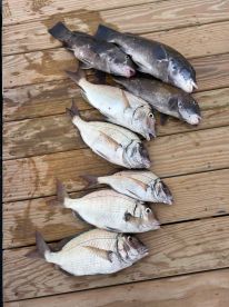 Tautog, scup, and stripers!