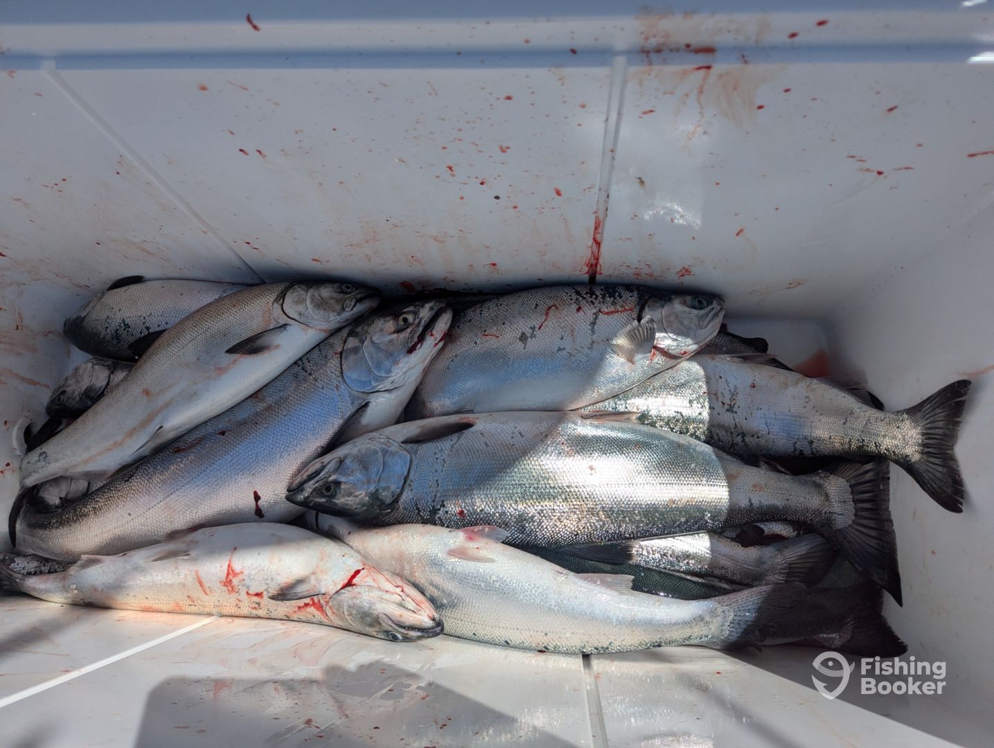 6 guests limit of Cohos and Kings