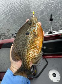 Angry Bluegills return to shallows to Sp
