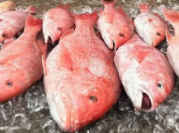 Tierra Verde Report Photo 3