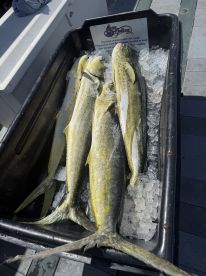 Many mahi mahi