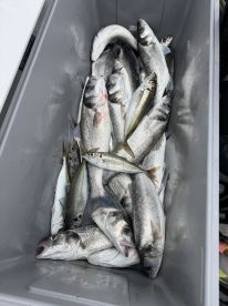 Todays catch