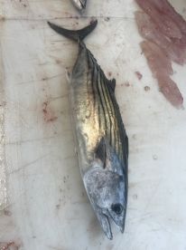 Wanchese Report Photo 2