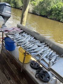 One stop shop for speckeled trout! 