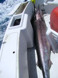 EL BUDSTER FISHING REPORT