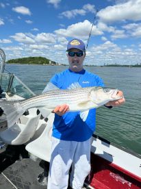 The striper have arrived in good numbers