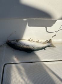 Kent Report Photo 1