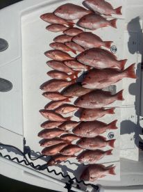 Gulf Breeze Report Photo 2