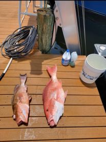 Snapper bigger than buckets.