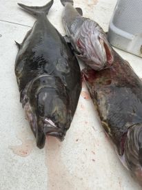 Lingcod and Butts for all