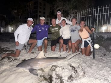 1 of 5 bull sharks