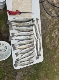 Camera shy but not hook setting shy