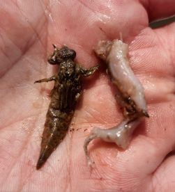 Bass were feeding on the Mayfly 