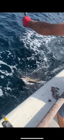 Panama City Beach Report Photo 2