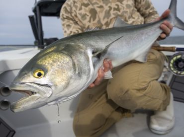 Bluefish on the fly