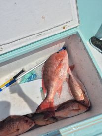 Destin Report Photo 1