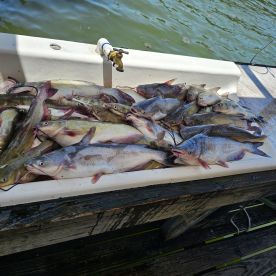 Lake Tawakoni Report Photo 2