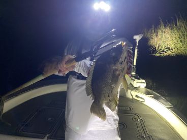 Dinner in the everglades