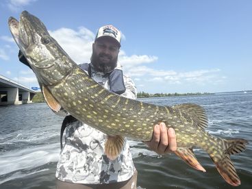 Pike mania near Amsterdam