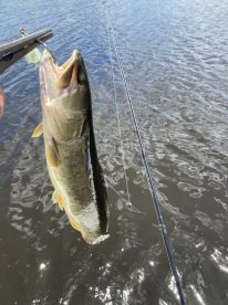 Heavy hitters big bowfin