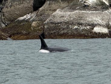Garibaldi Report Photo 1